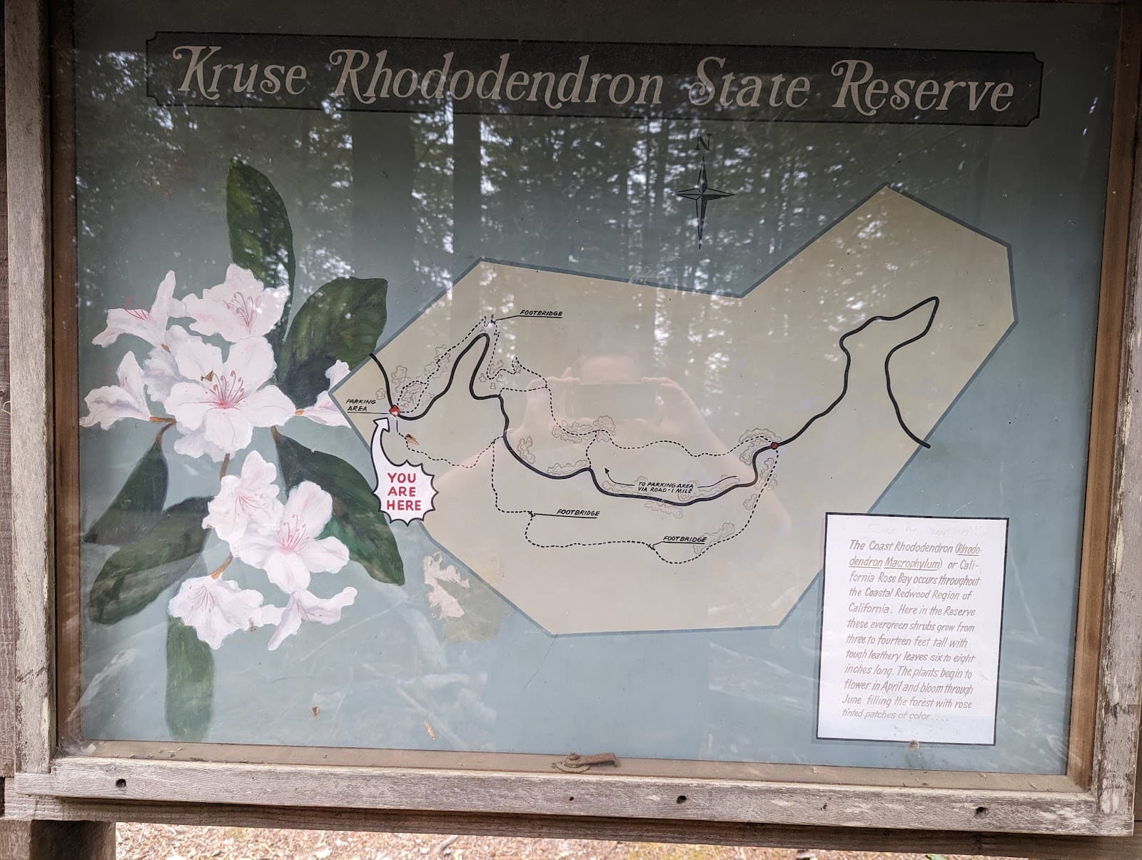 Kruse Rhododendron State Natural Reserve - Image 1