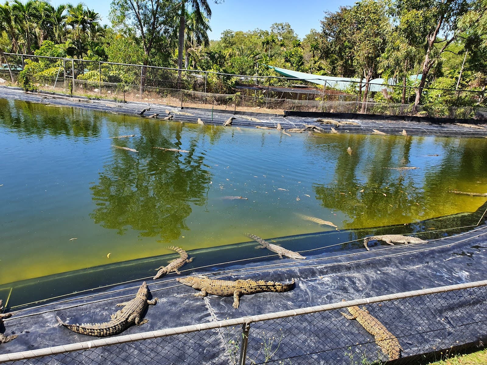 Crocodylus Park Darwin - Image 1