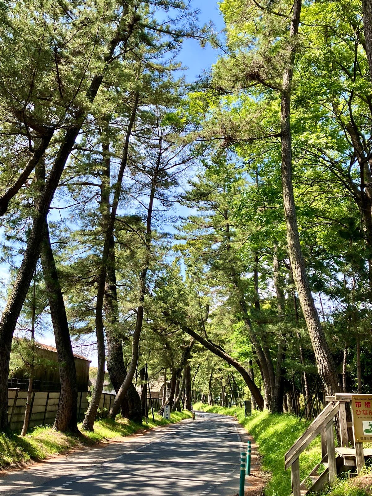 Goyu Pine Groves - Image 1