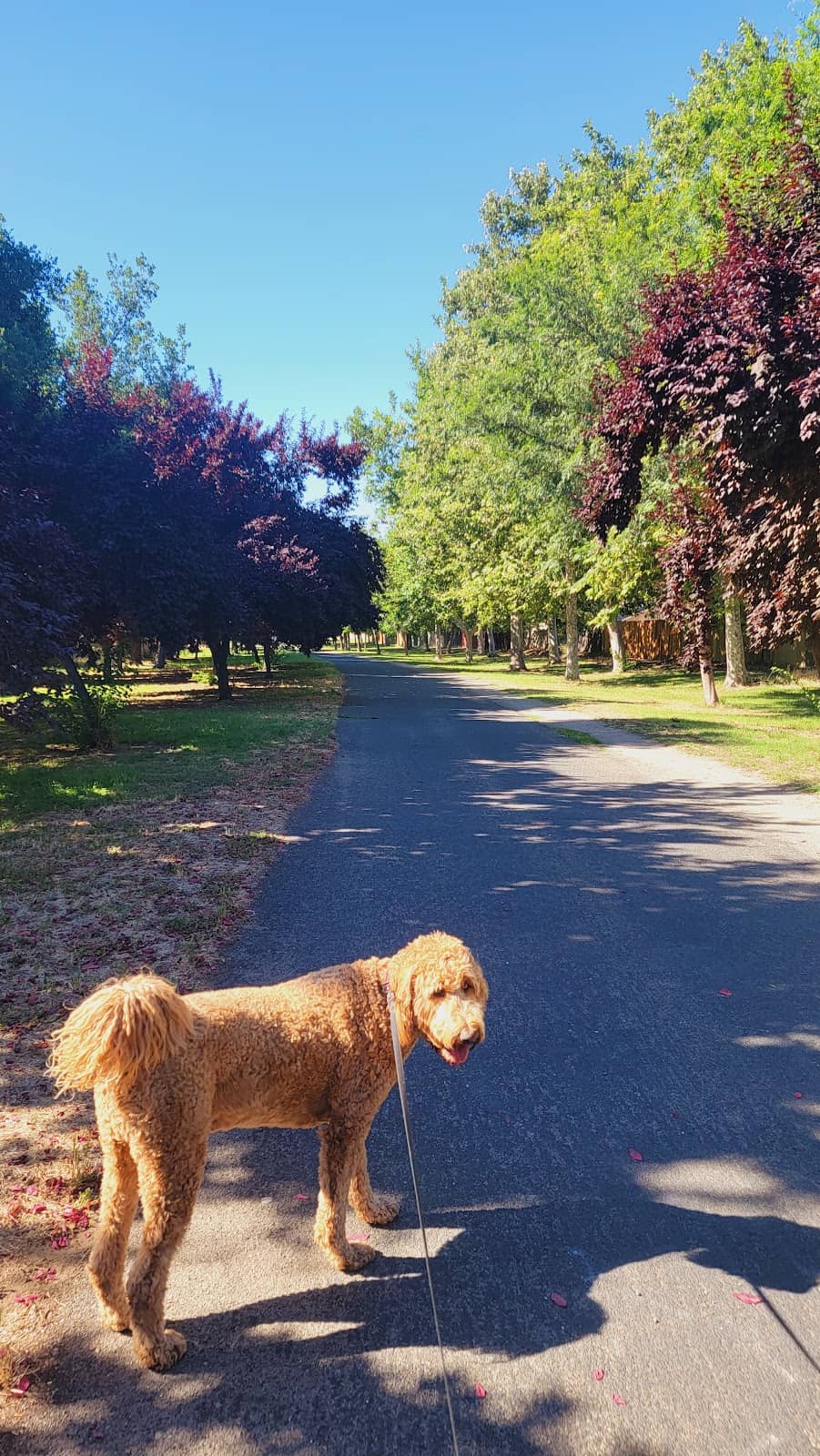 Paved and Accessible Path