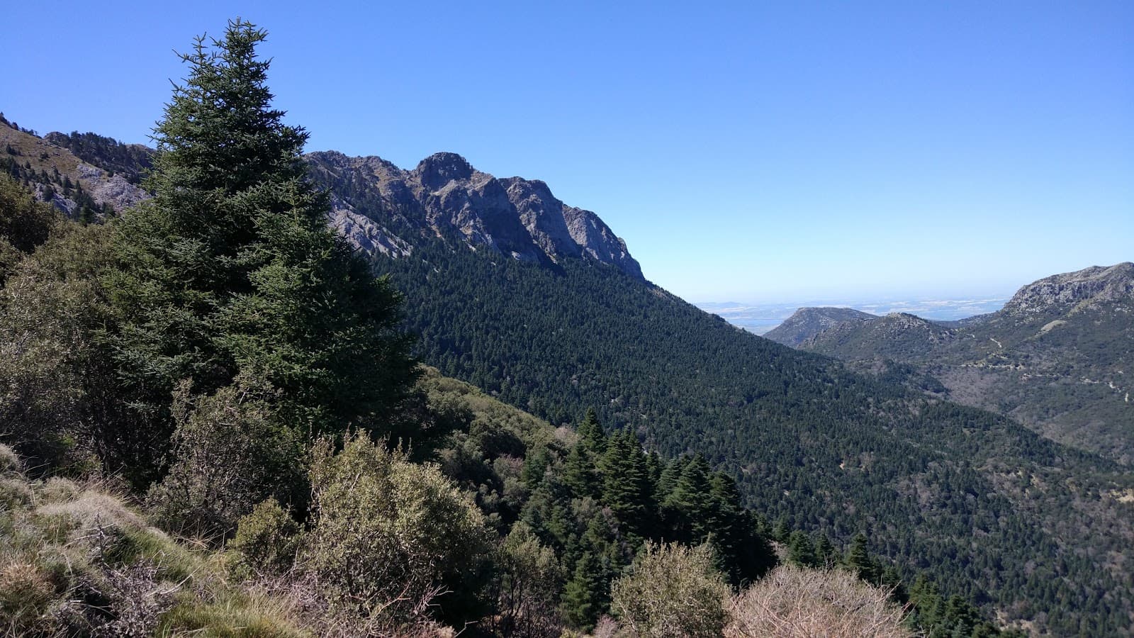 Pinsapar de Grazalema - Image 1