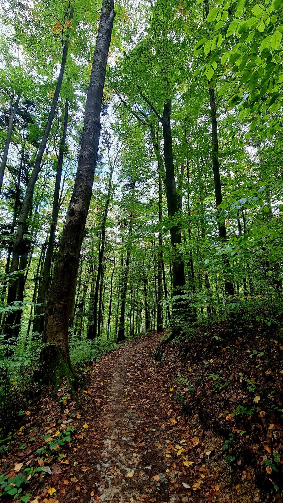 Bankov Forest Park - Image 1