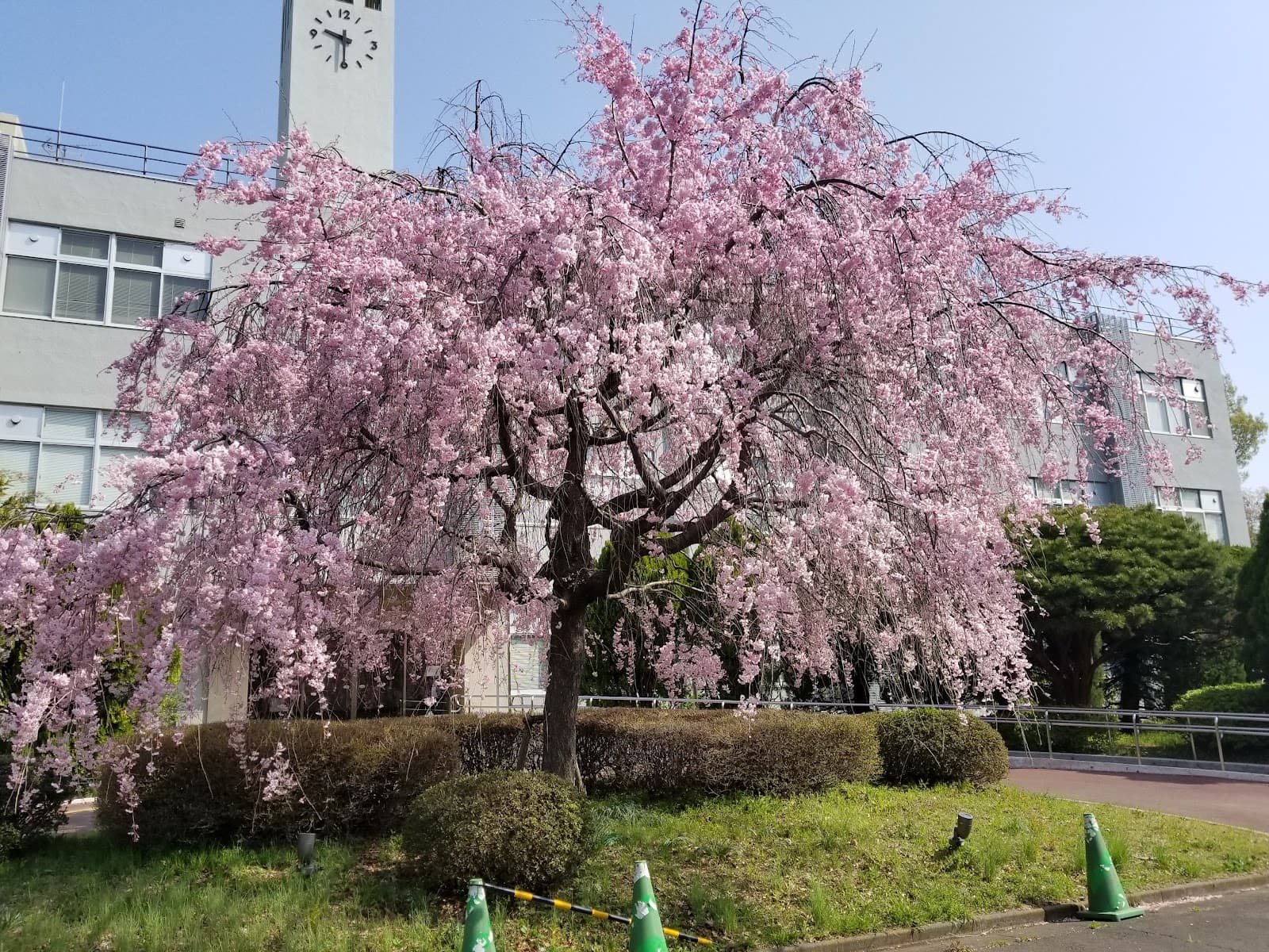 Tokyo Gakugei University Koganei Campus - Image 1