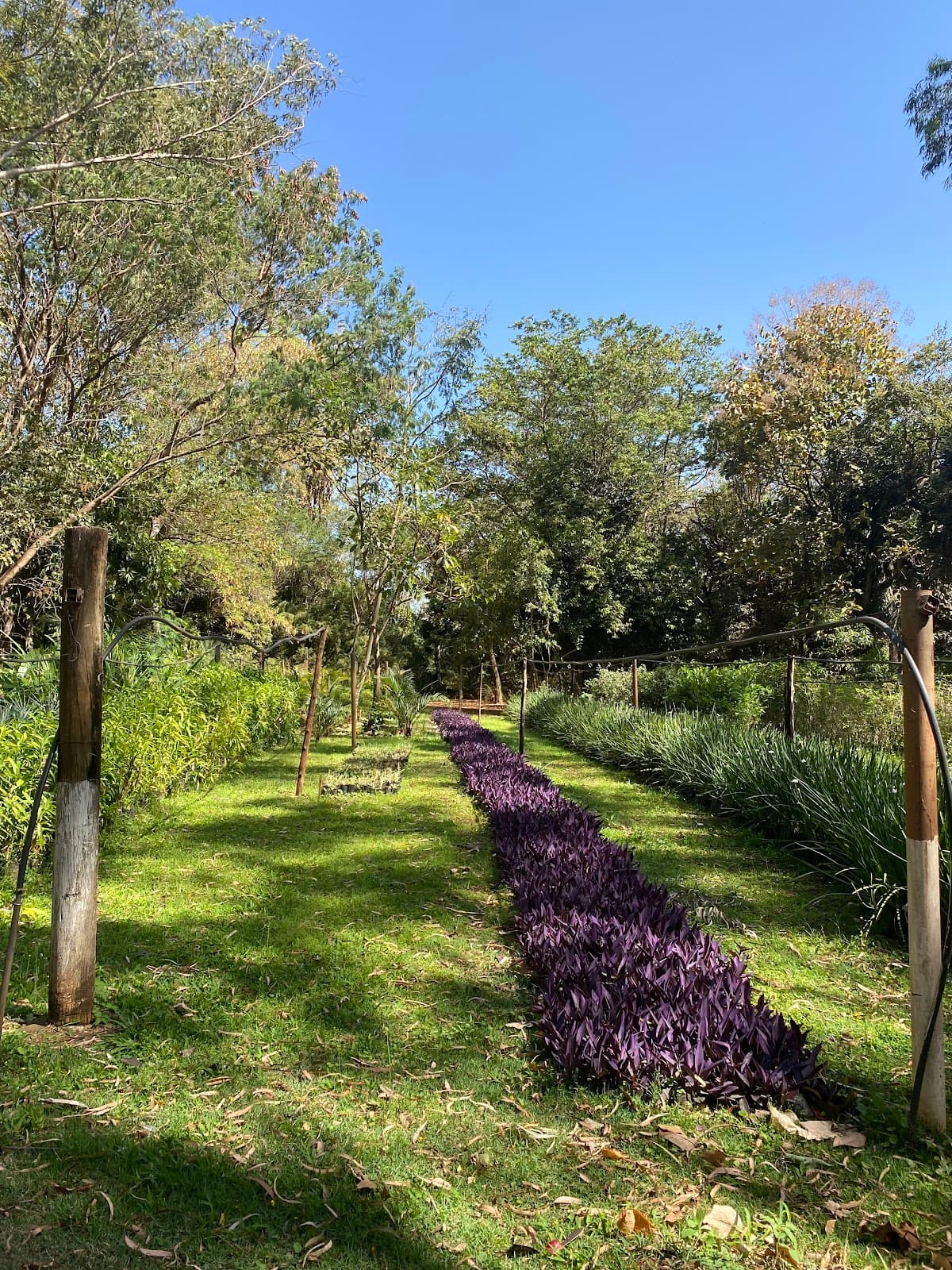 Horto Florestal de Uberaba - Image 1