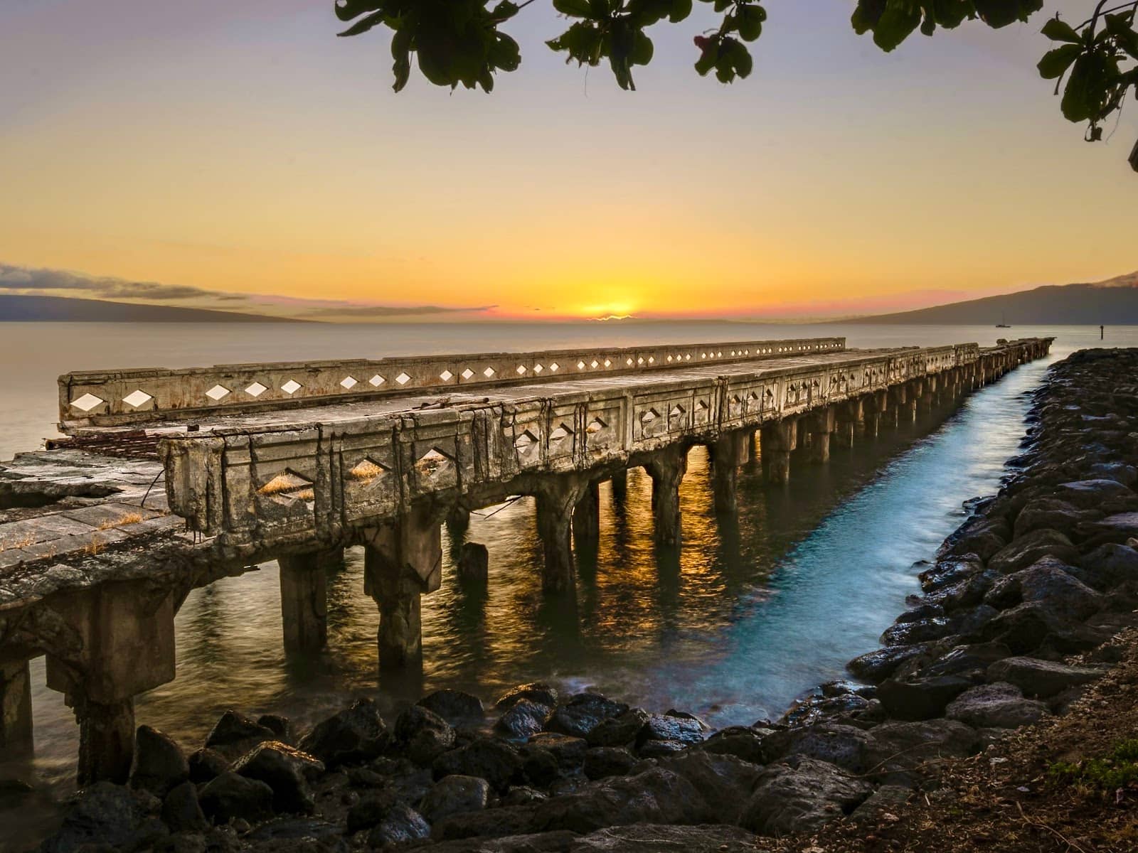 Abundant Sea Turtles