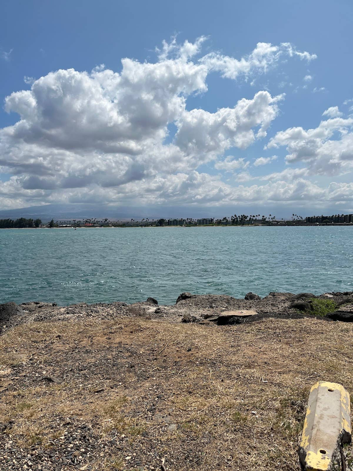 Dog-Friendly Grassy Area