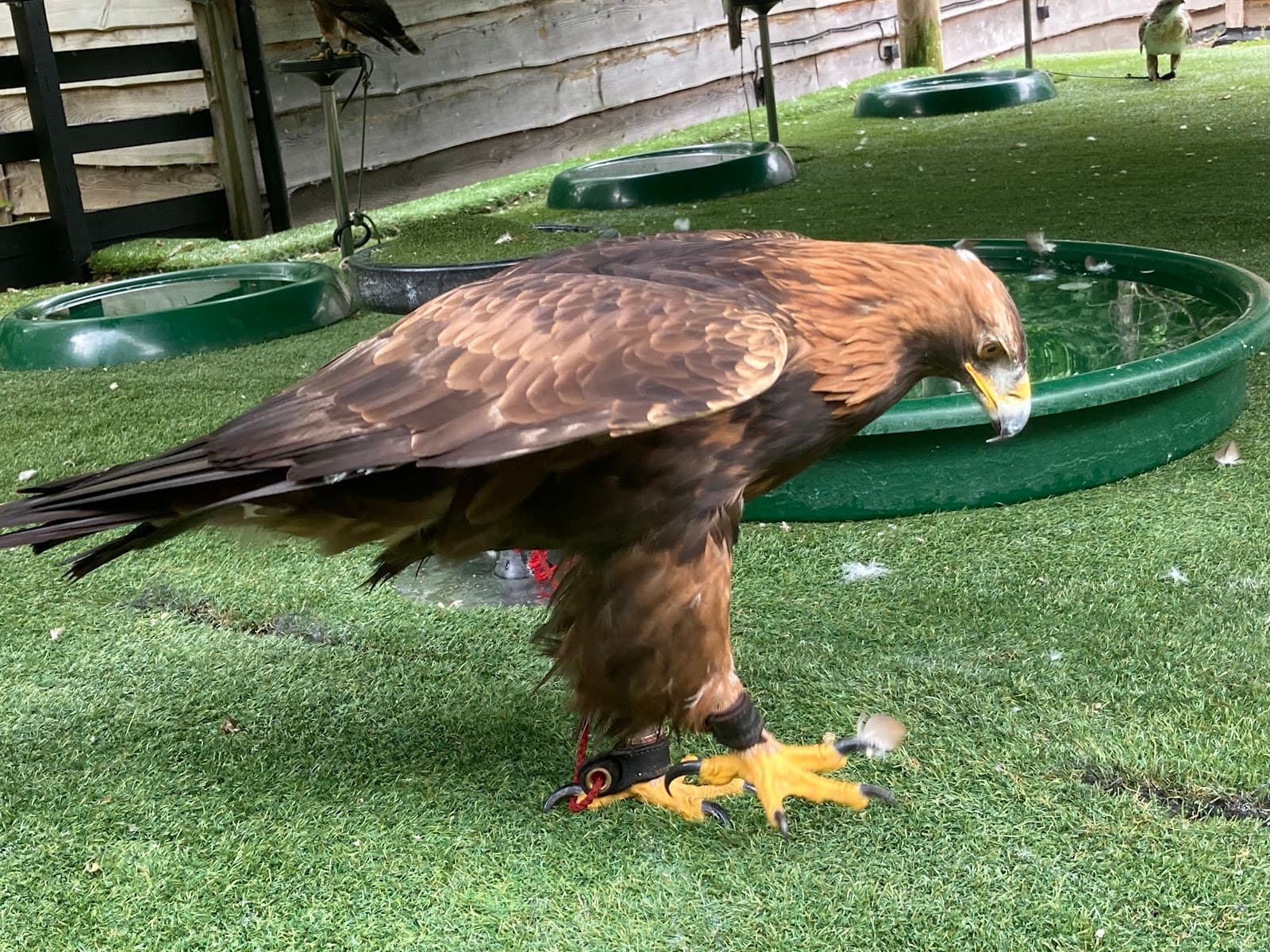 Loch Lomond Bird of Prey Centre - Image 1