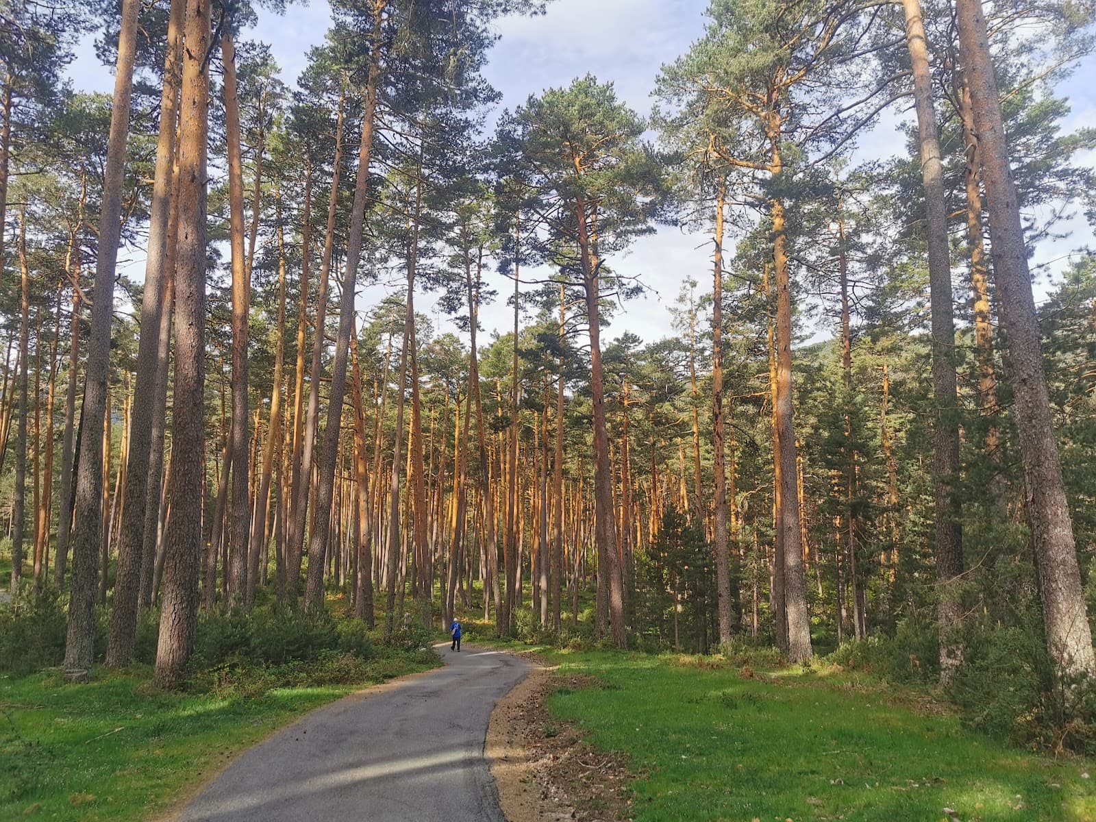 Valsaín Pine Forests (Montes de Valsaín) - Image 1
