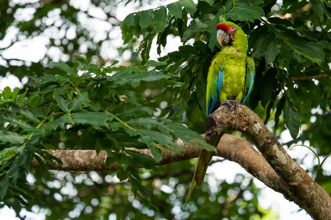 Ara Manzanillo - Image 1
