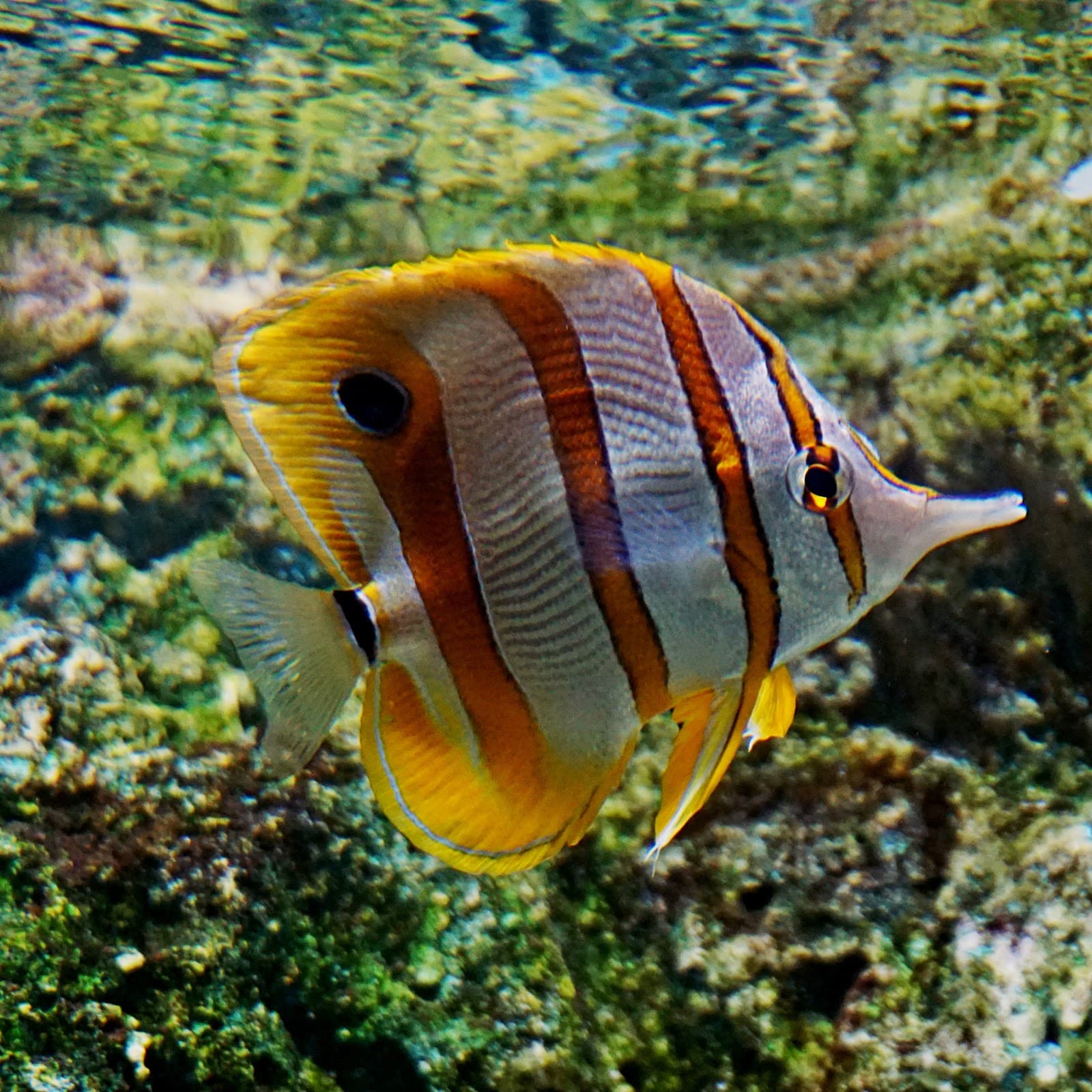Institute of Marine Science Aquarium (Burapha University) - Image 1