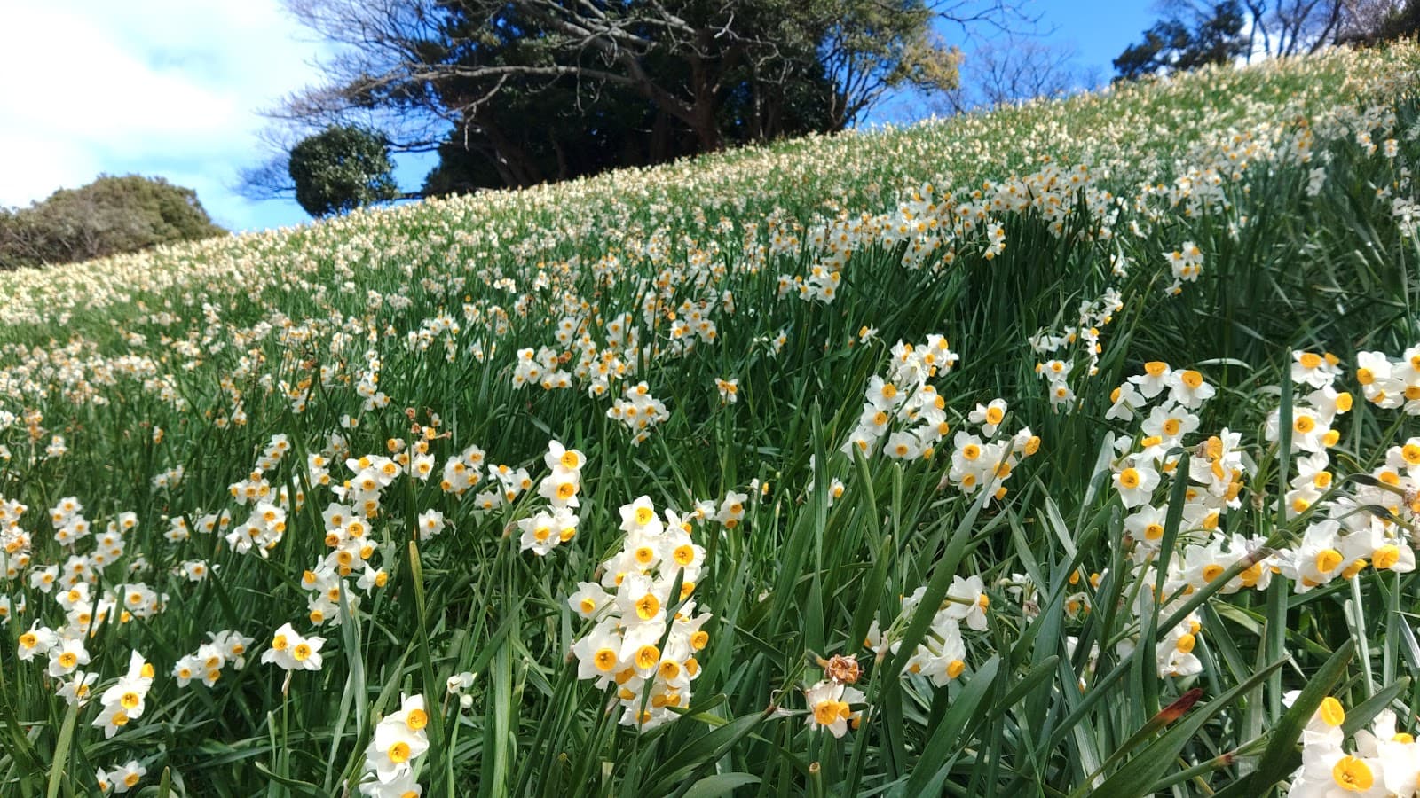 Koshino Suisen Land - Image 1