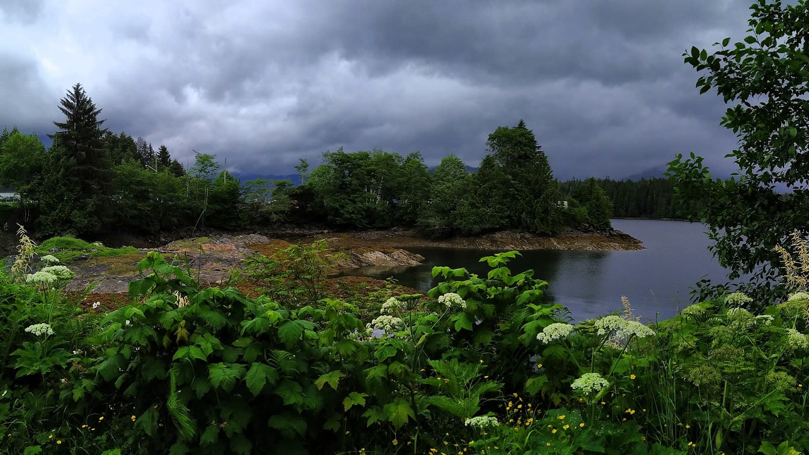 Seal Cove Salt Marsh - Image 1