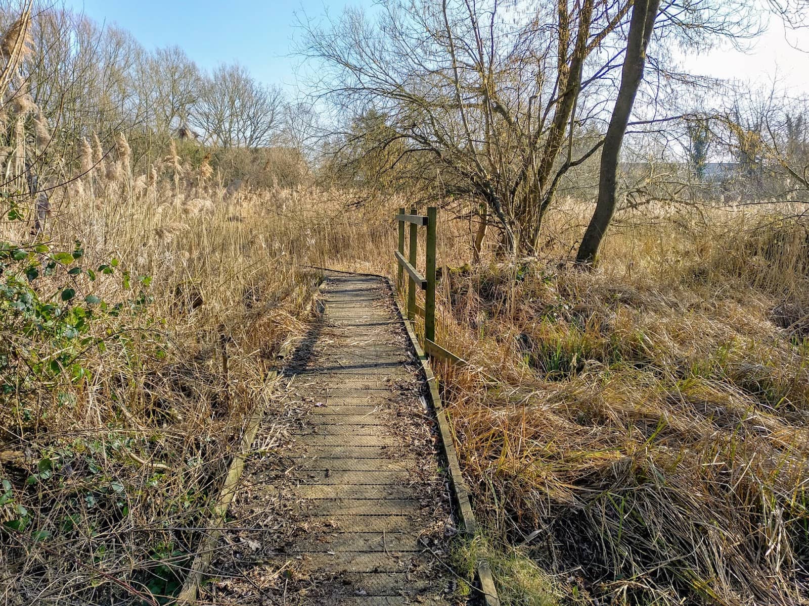 Woodland Trails