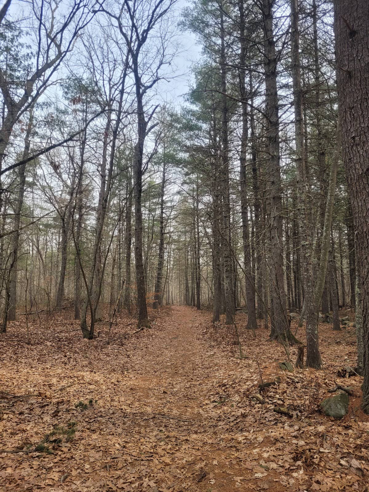 Vernal Pool Ecosystems