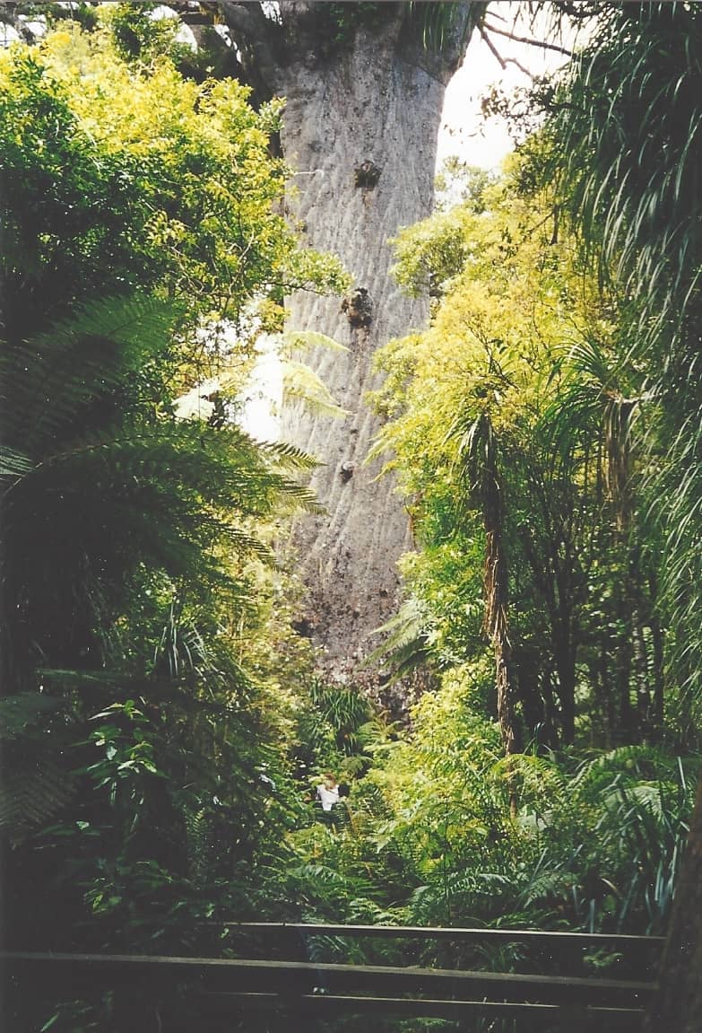 Waipoua Forest Walks