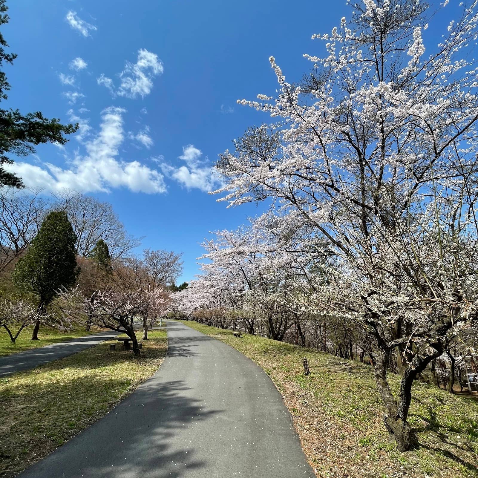 Seasonal Flower Displays