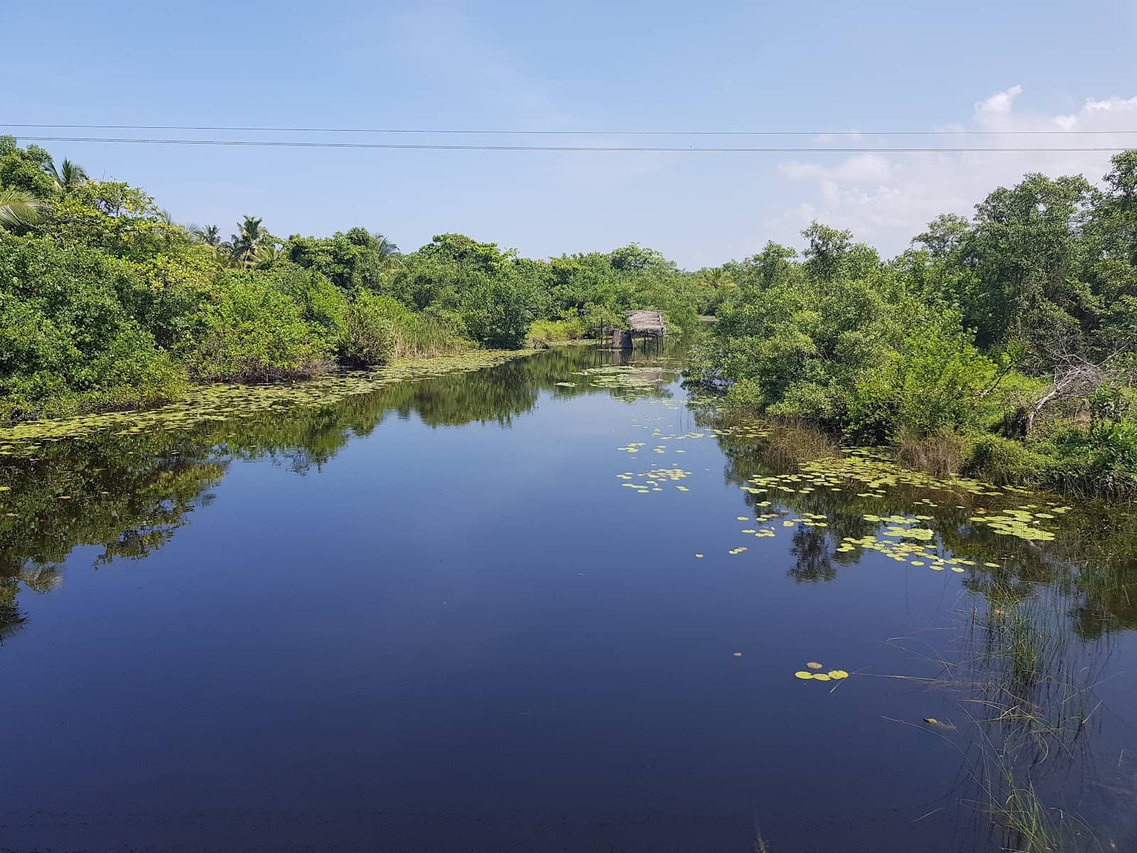 Tranquil Wetland Ecosystem