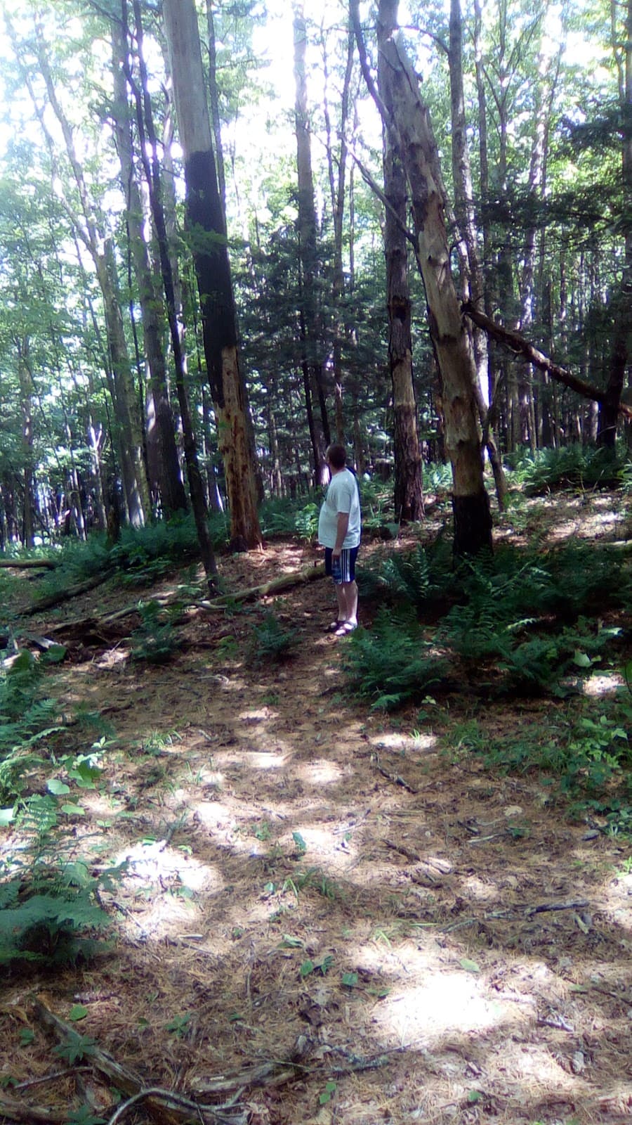 St. Johnsbury Town Forest - Image 1