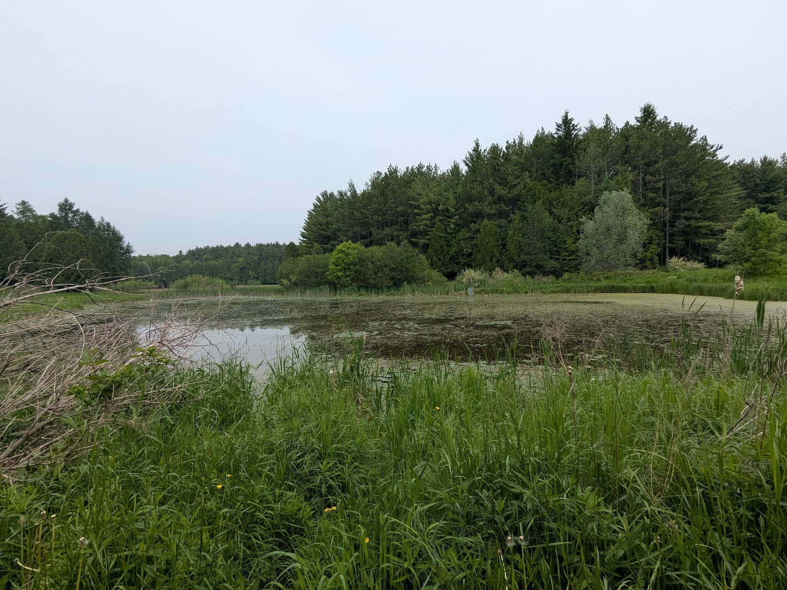 Serene Wildlife Encounters