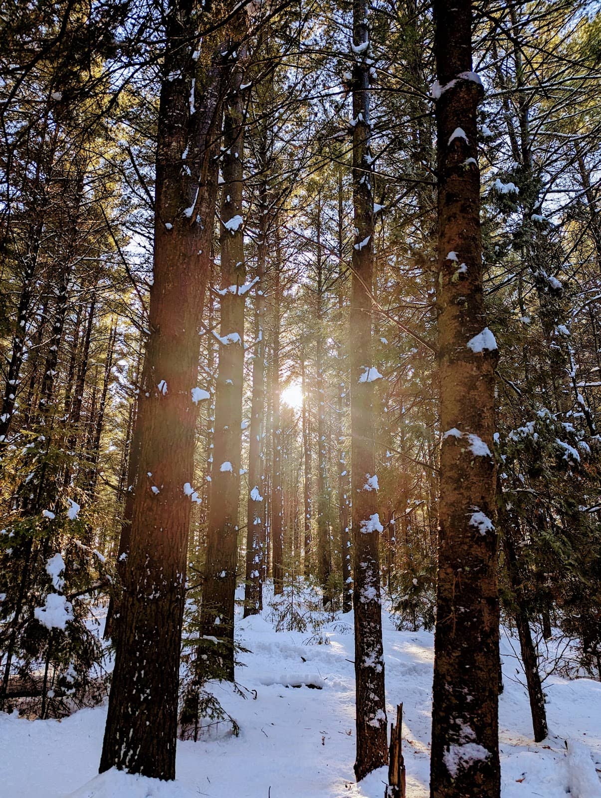 Tranquil Conifer Forests