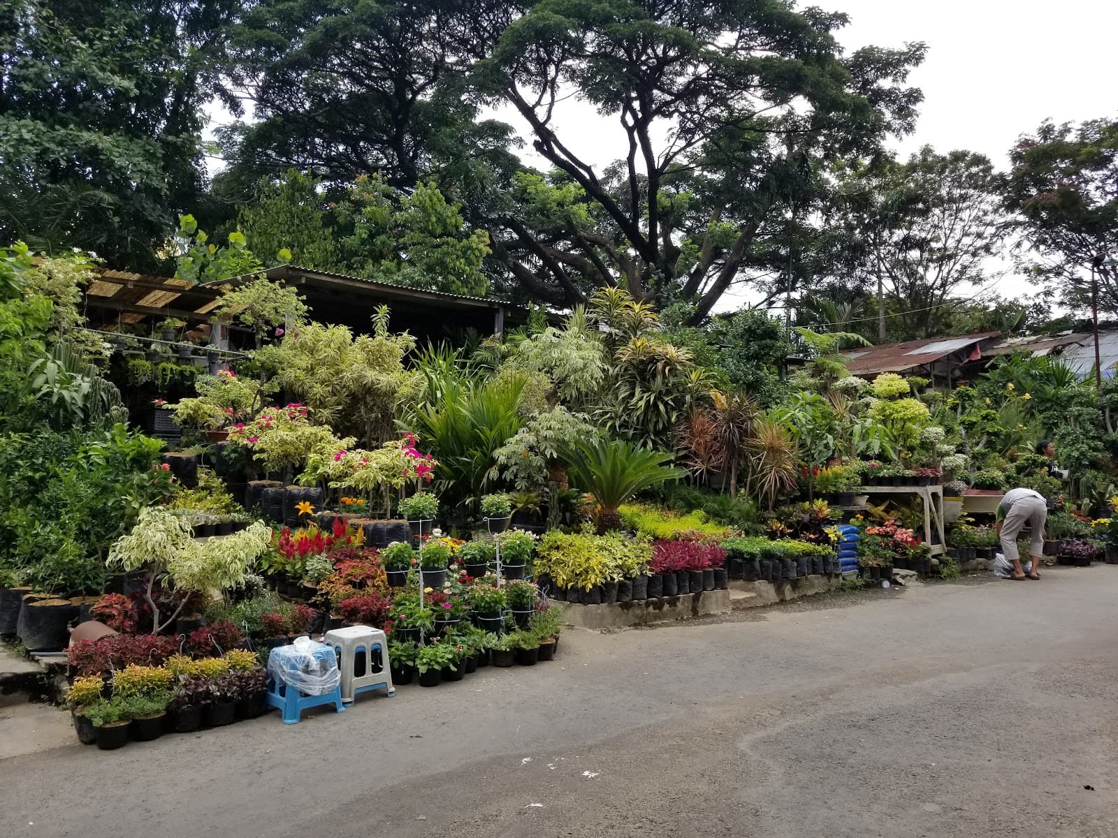 Splendid Bird and Flower Market - Image 1