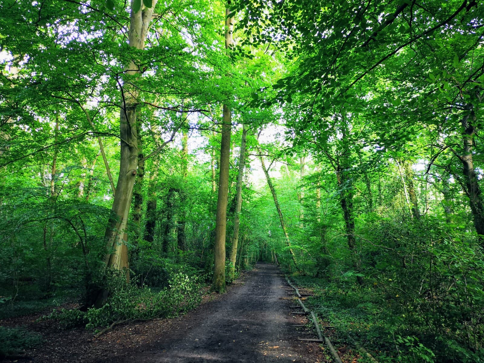 Clayfield Copse and Blackhouse Woods - Image 1