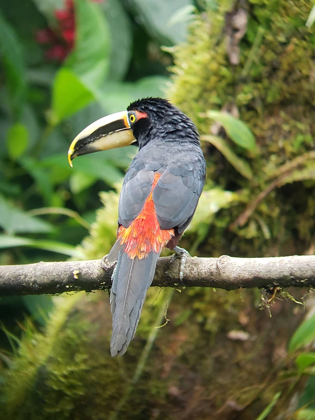 Cloud Forest Trails