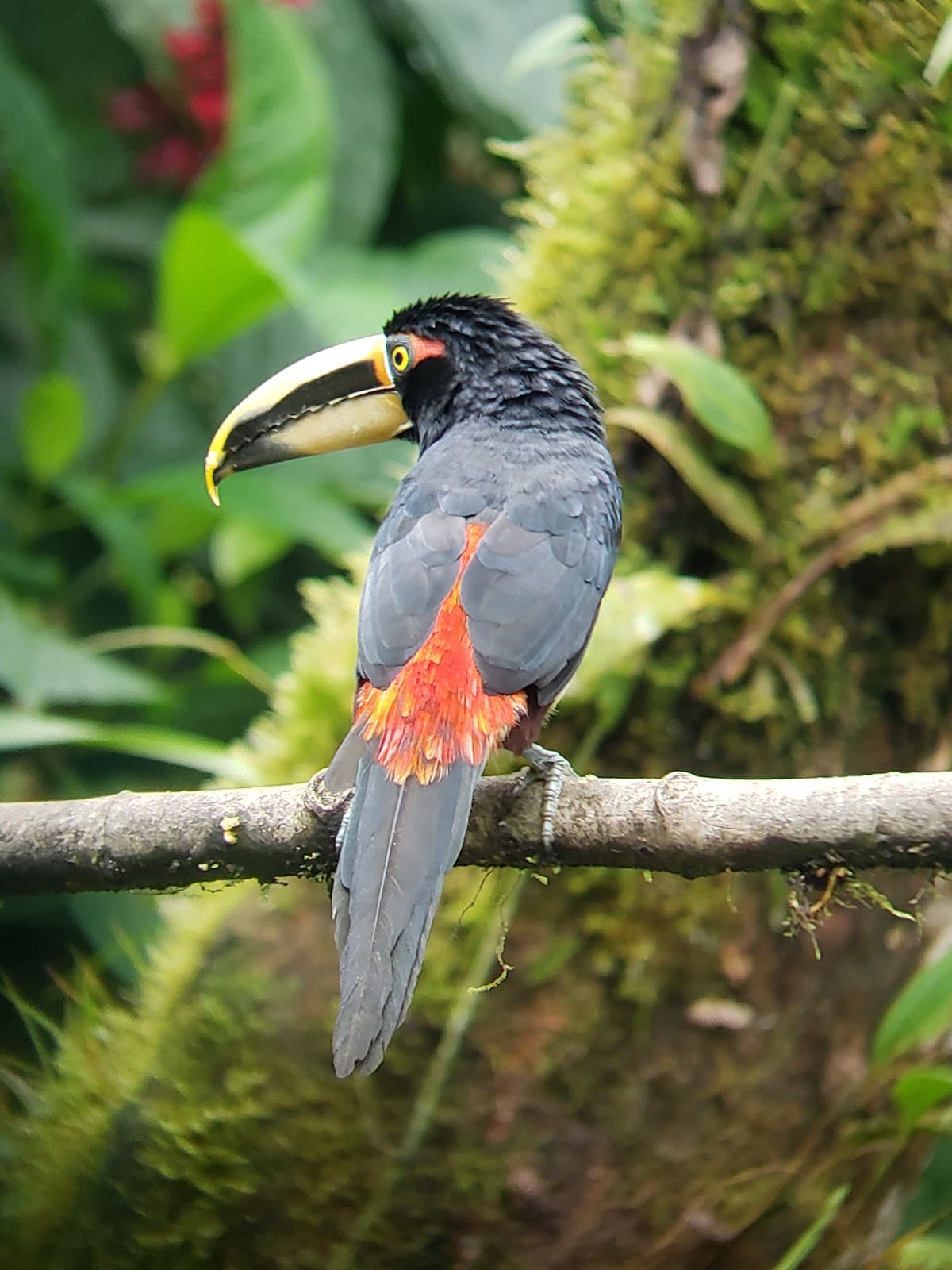 Milpe Bird Sanctuary - Image 1