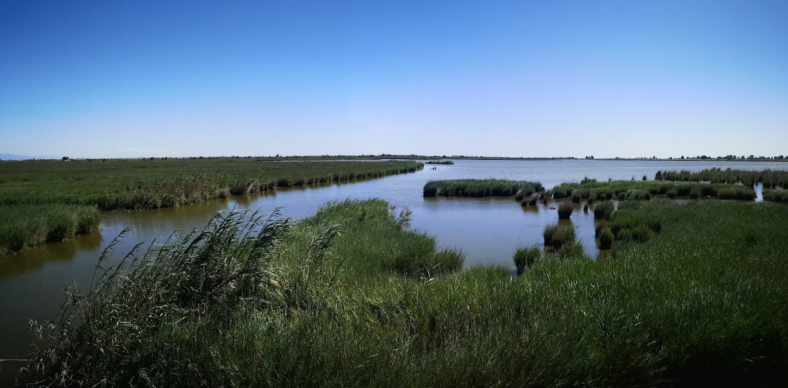 Llacuna de l'Encanyissada - Image 1