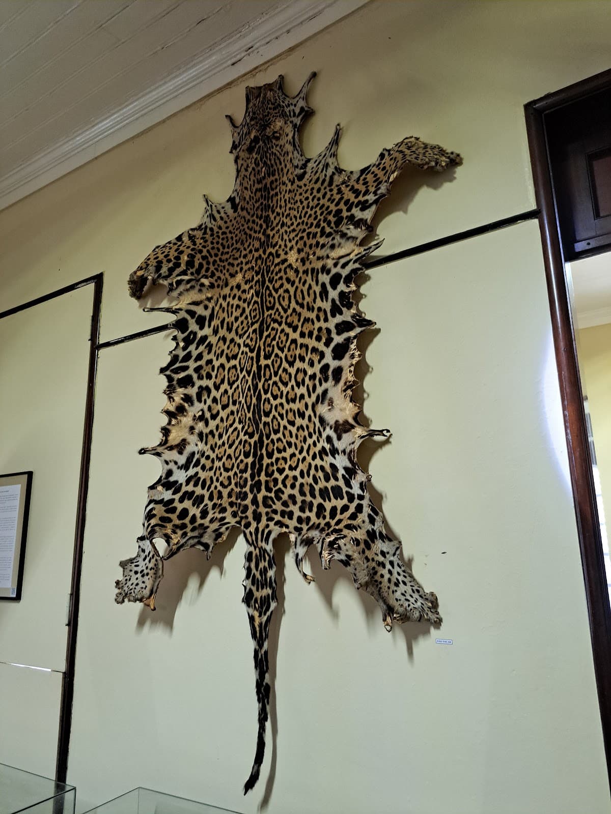 Museu Amazônico - Image 1