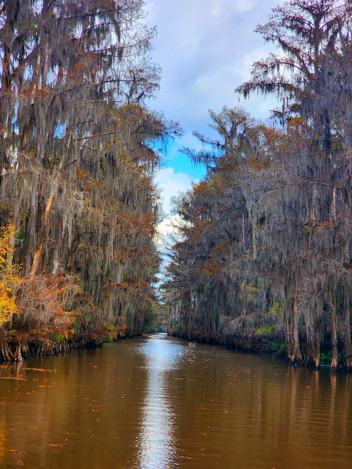 Caddo Lake Boat Tours (Uncertain) - Image 1