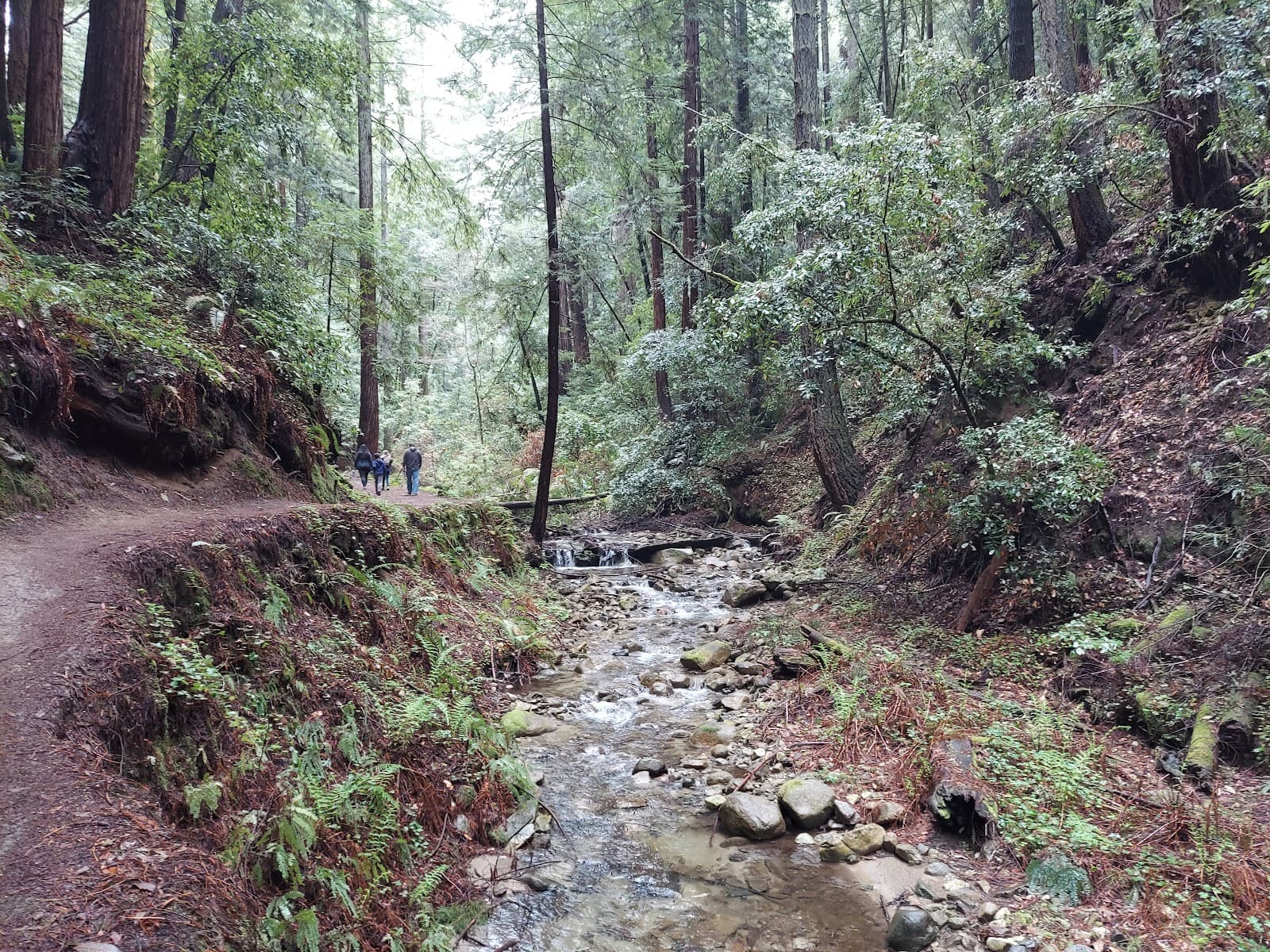 Fall Creek Unit (Henry Cowell) - Image 1