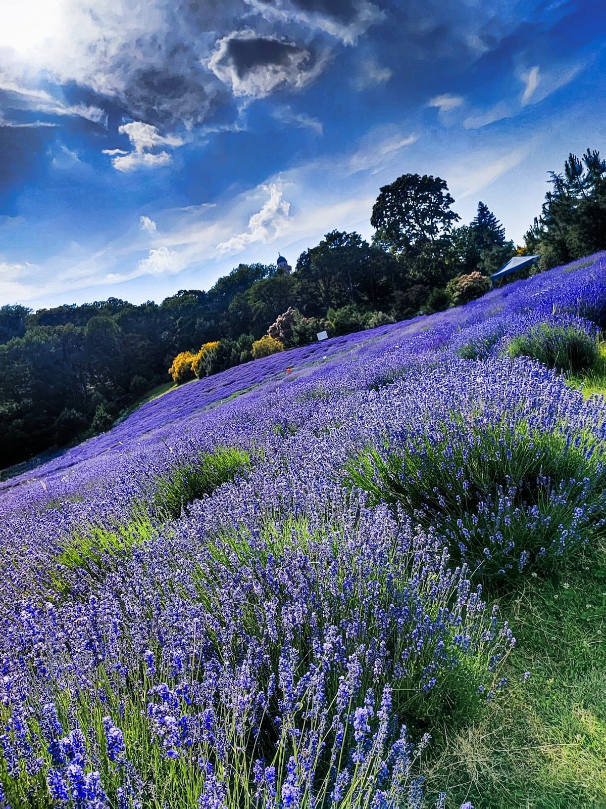 Pannonhalma Arboretum - Image 1