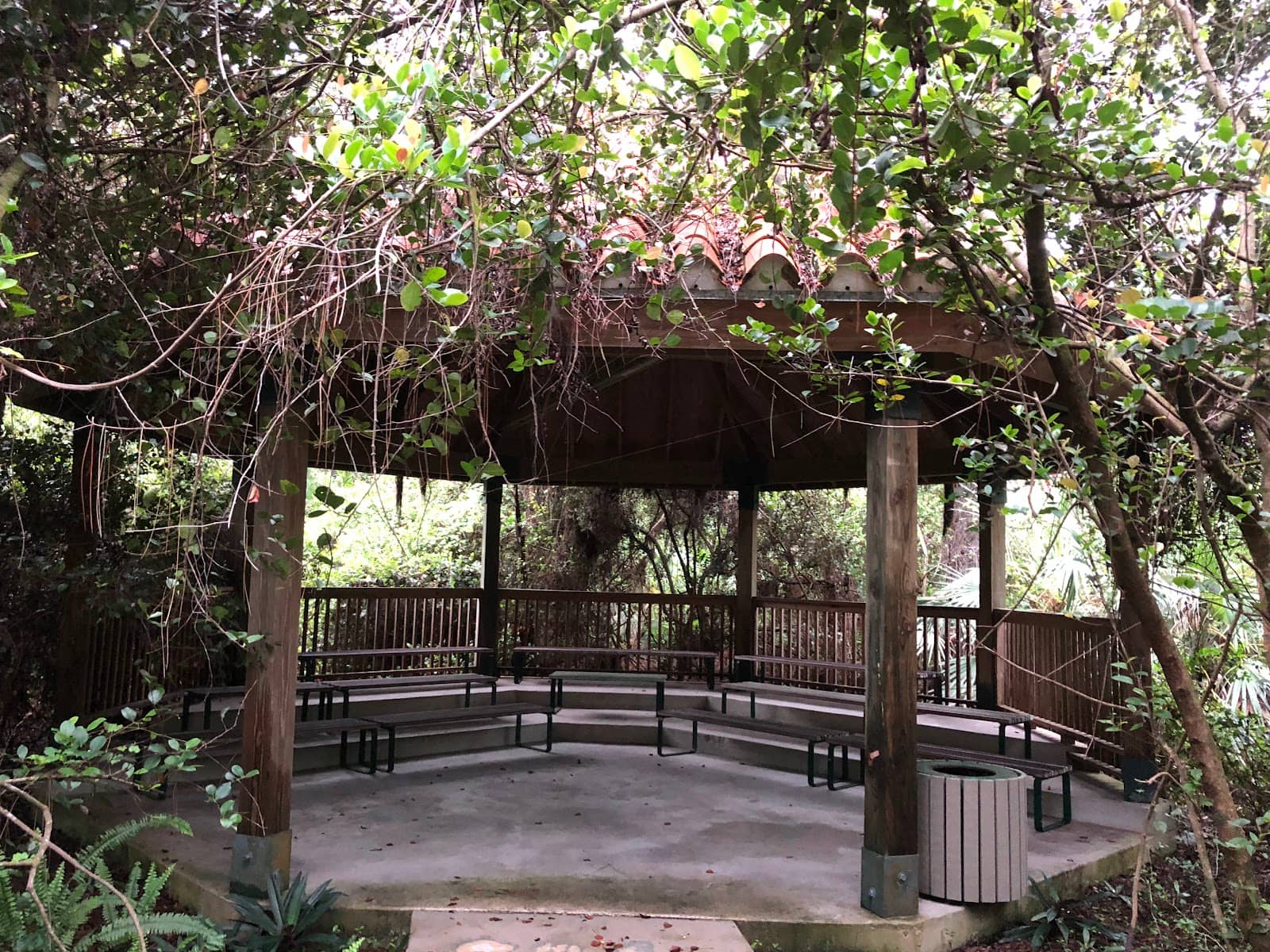 Butterfly and Lizard Sightings