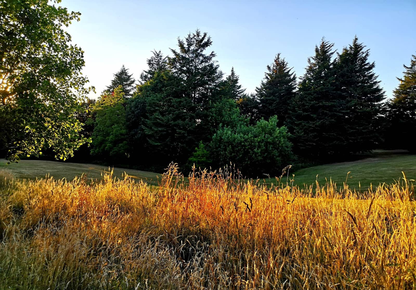 Autumnal Splendor