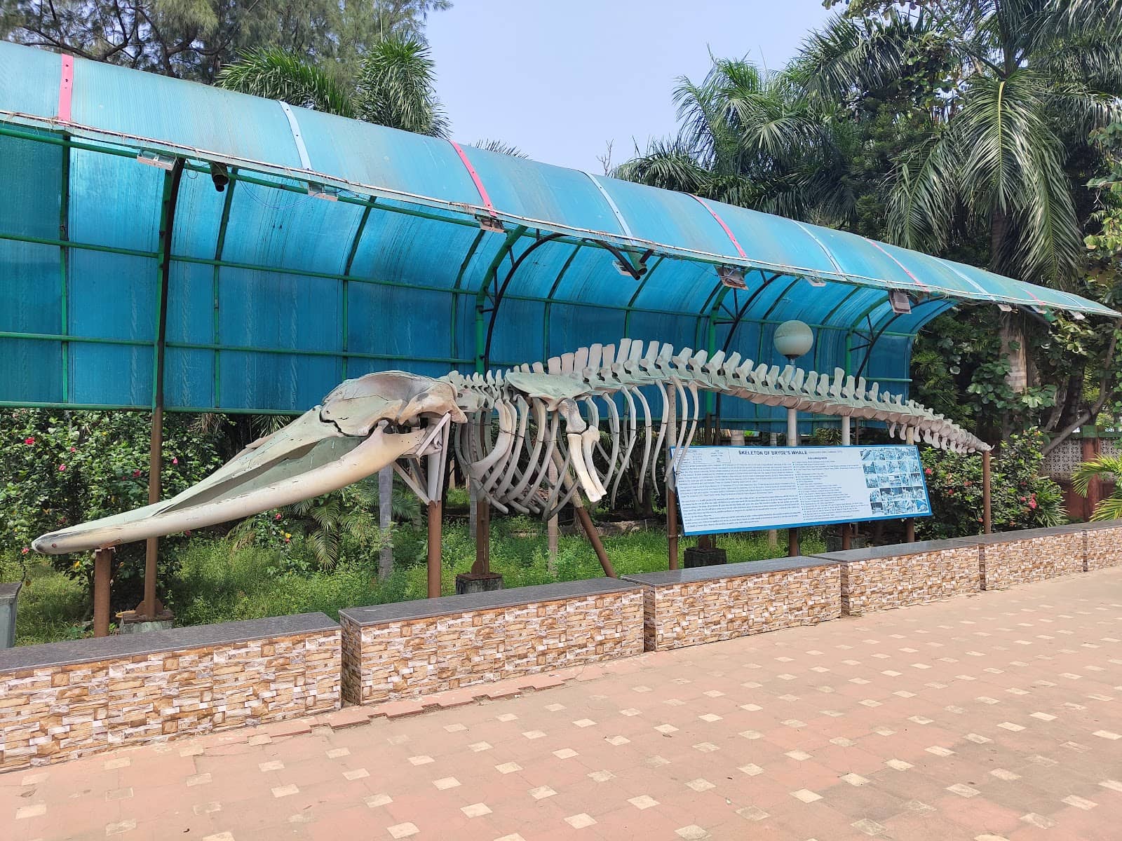 Whale Skeleton