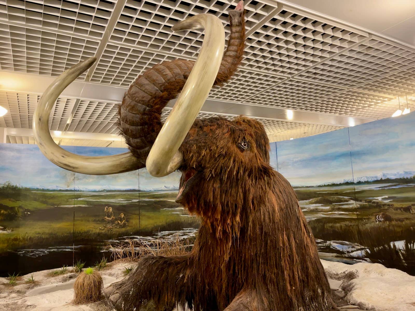 Regional Natural History