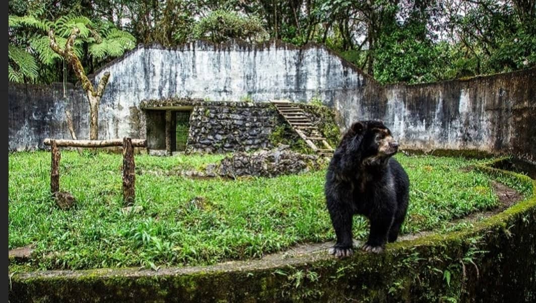 Spectacled Bear Encounter