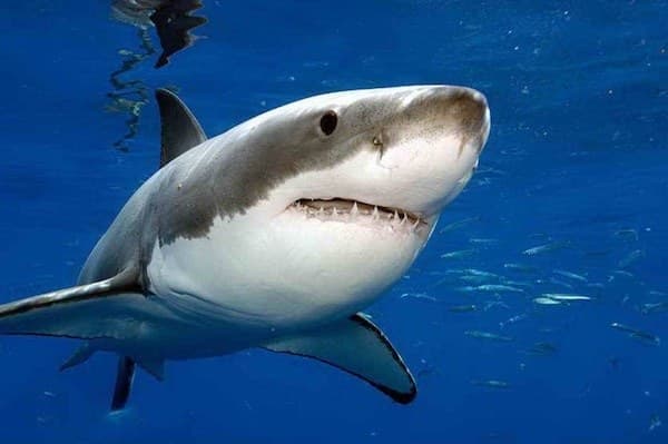 Shark Point - Image 1