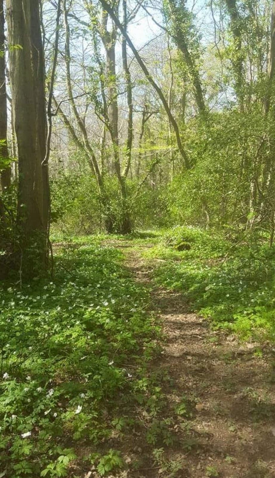 St Helen's Woods - Image 1
