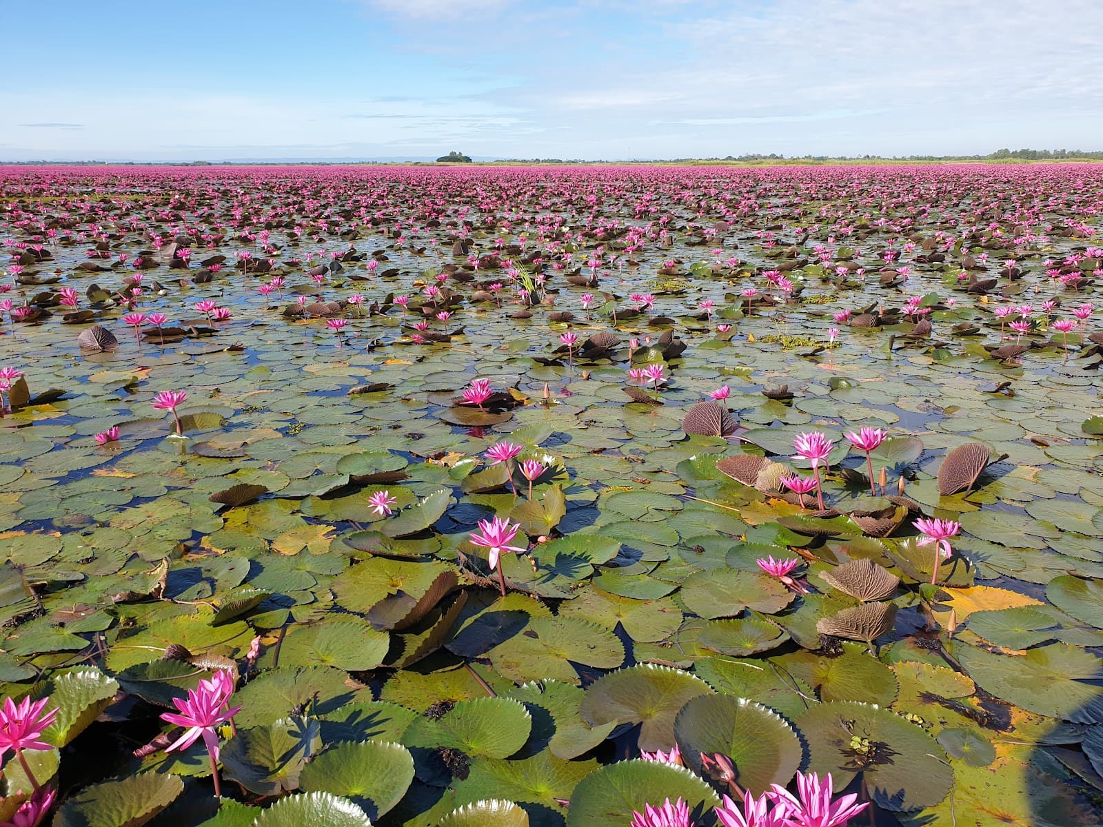 Red Lotus Sea (Nong Han Kumphawapi) - Image 1