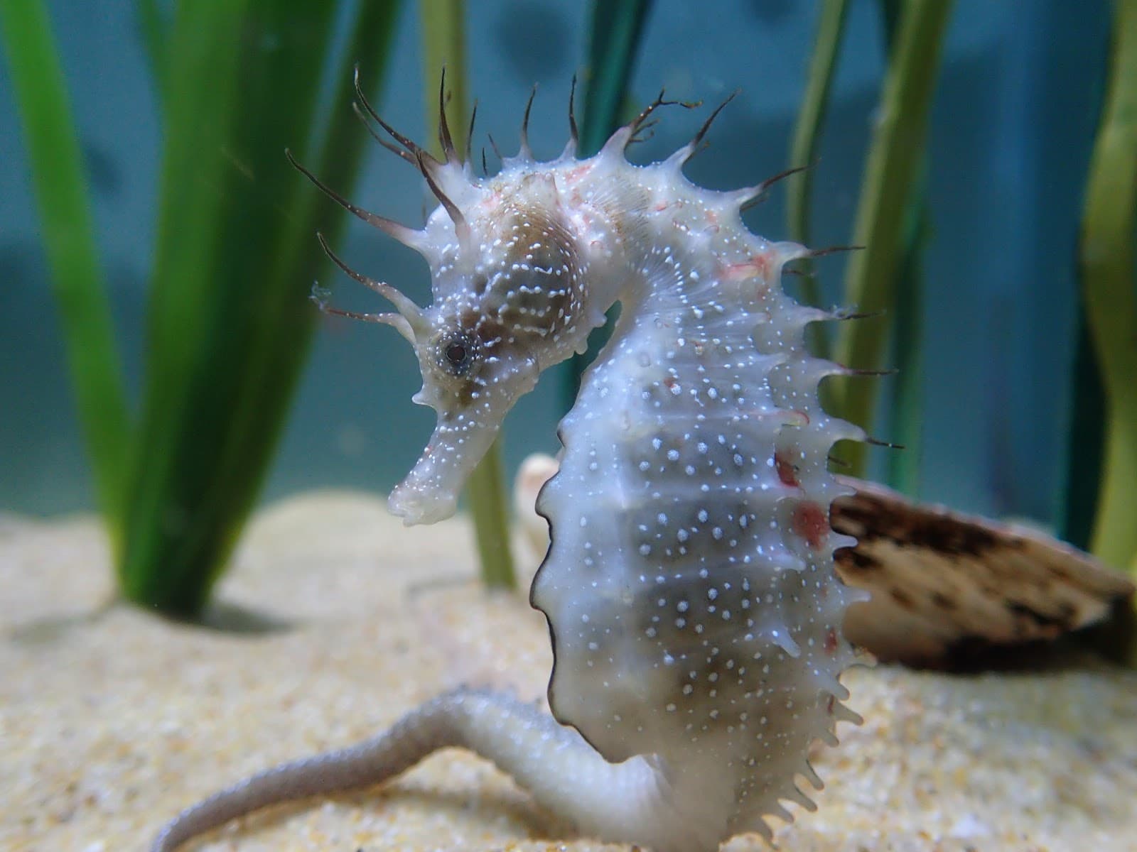 Anglesey Sea Zoo - Image 1