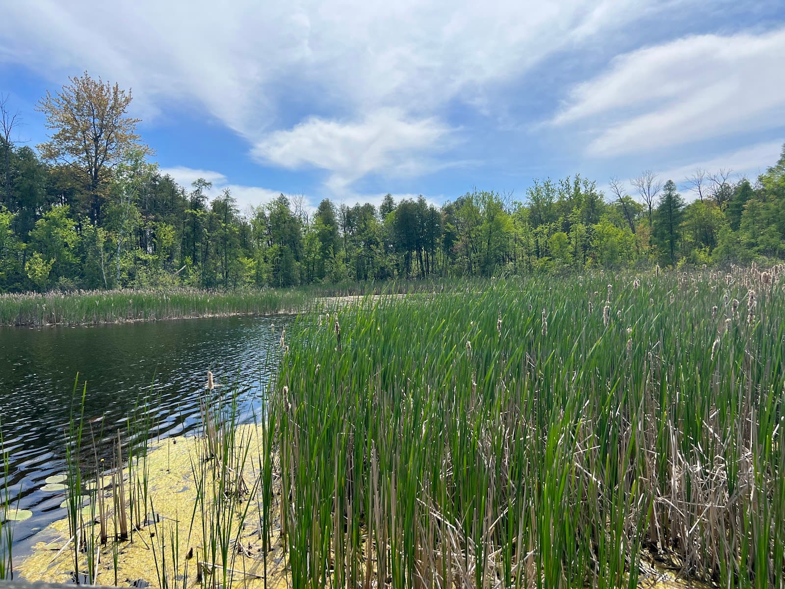 Cedarburg Bog State Natural Area - Image 1