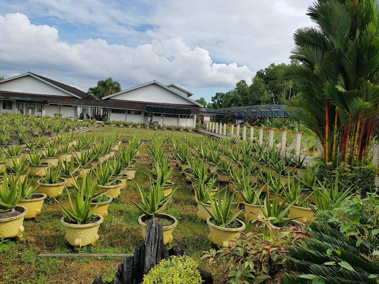 Aloe Vera Center Pontianak - Image 1