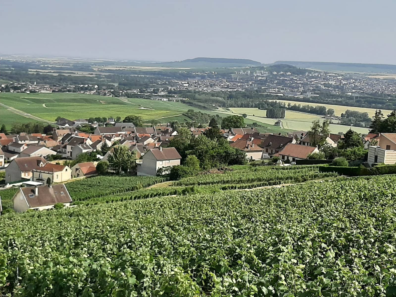 Champagne G. Tribaut