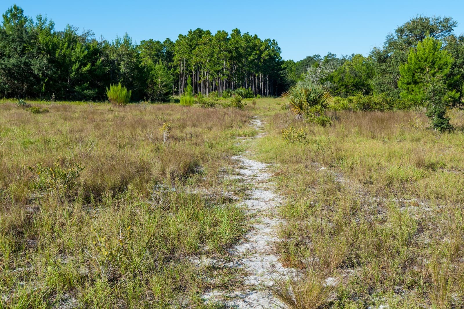 Econ Sandhills Conservation Area - Image 1