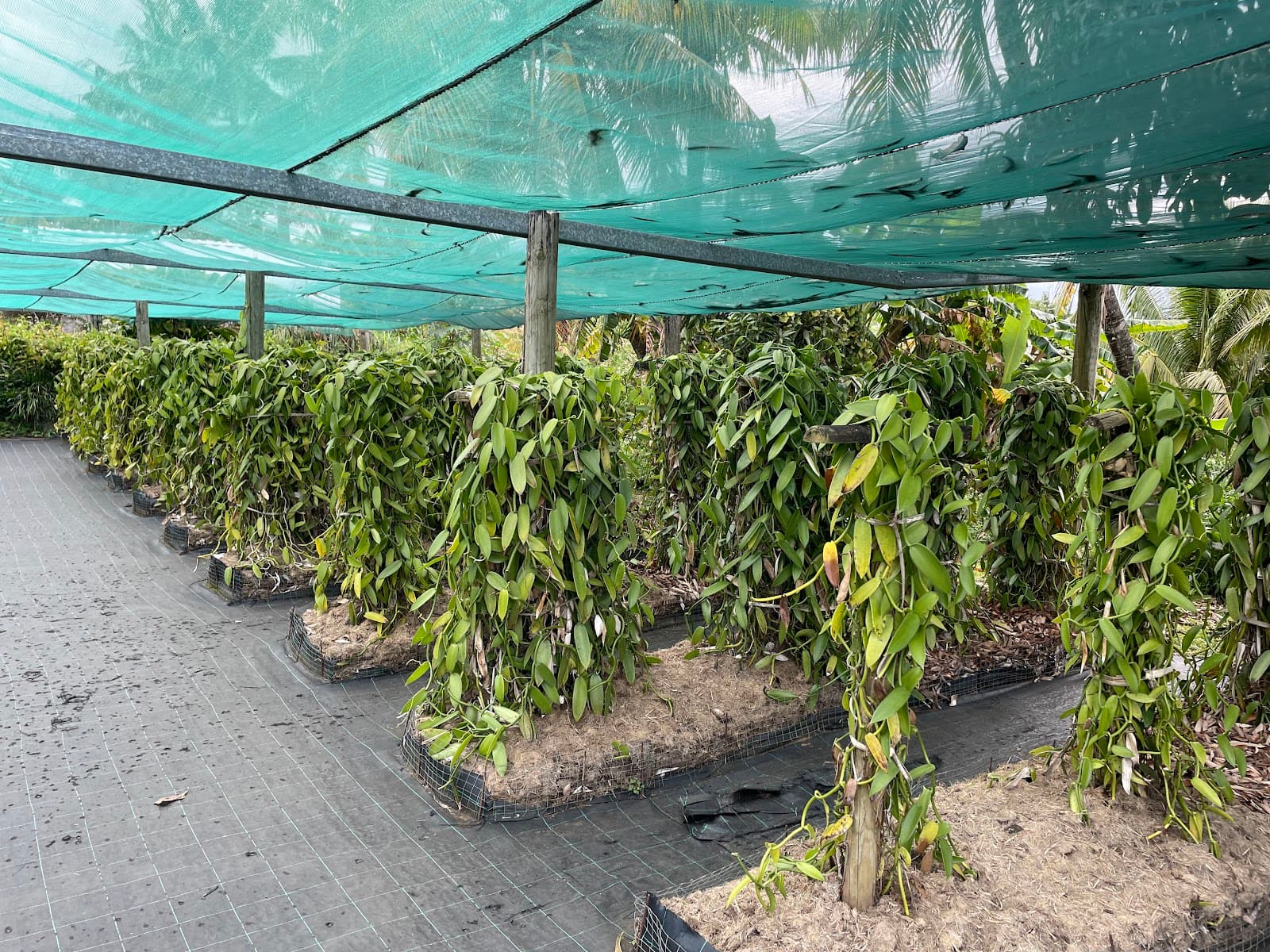 La Vanilleraie - Image 1