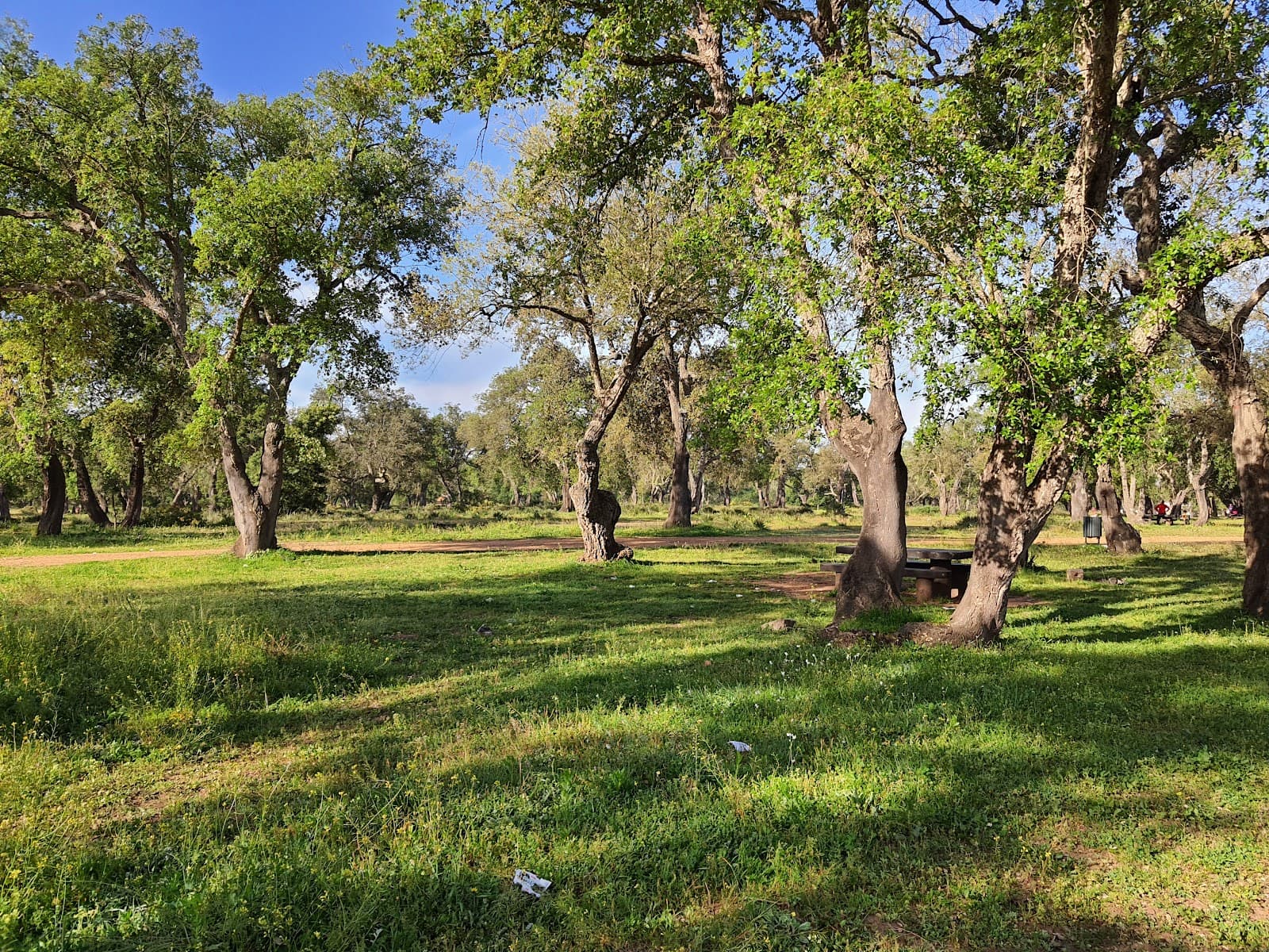 Maâmora Forest - Image 1