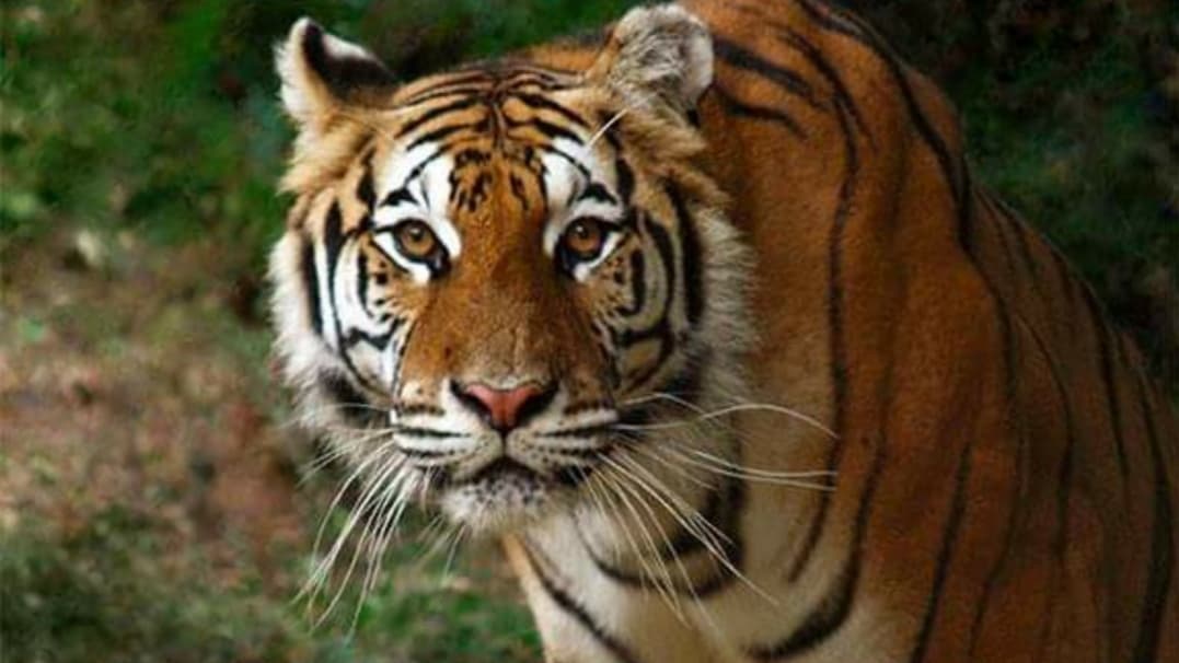 Tigers For Tomorrow at Untamed Mountain - Image 1