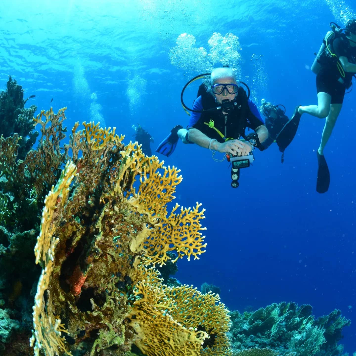 White Tip Reef Shark Sightings